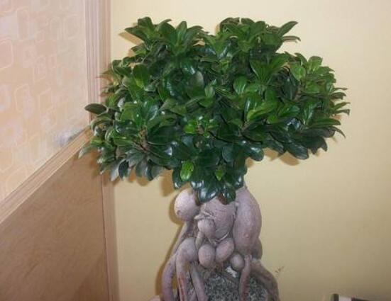 榕樹盆景為什么掉葉，四種原因以及解決辦法