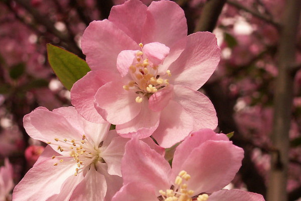 櫻花什么時(shí)候凋謝