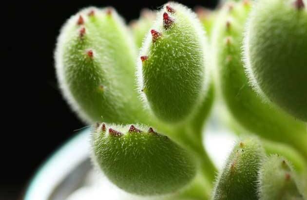 熊童子的種類，綠熊、白熊、黃熊三大種類