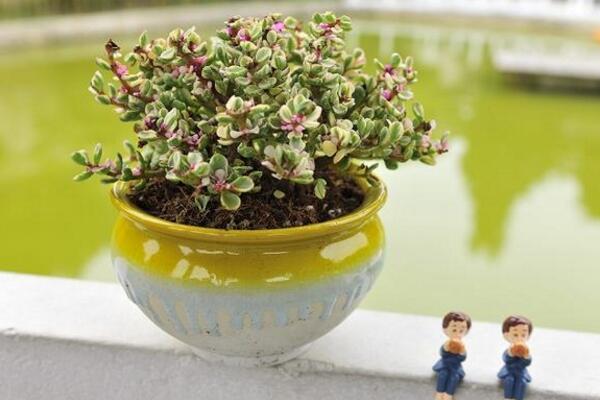 雅樂之舞如何安全過冬，保溫措施是最基本的要求