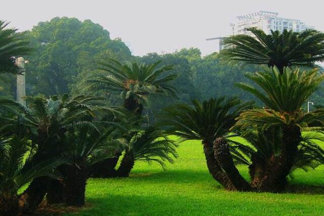 蘇鐵有哪些價(jià)值作用，極具觀賞價(jià)值和食用價(jià)值