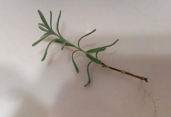 薰衣草怎么扦插，薰衣草的繁殖方法
