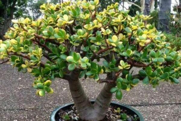 玉樹葉子發(fā)黃怎么補(bǔ)救