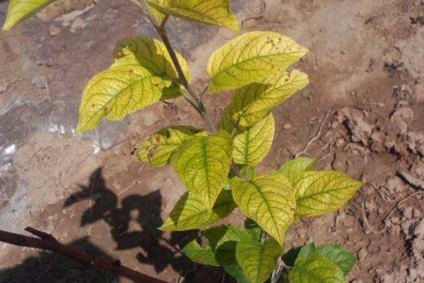 蘋果樹葉子發(fā)黃怎么回事