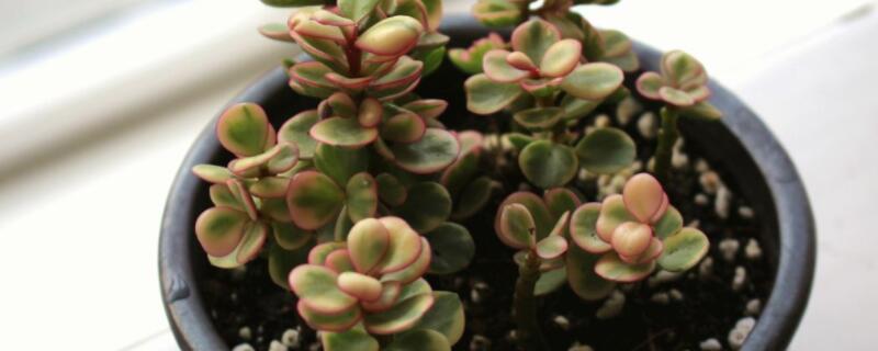 雅樂之舞移盆后澆水嗎