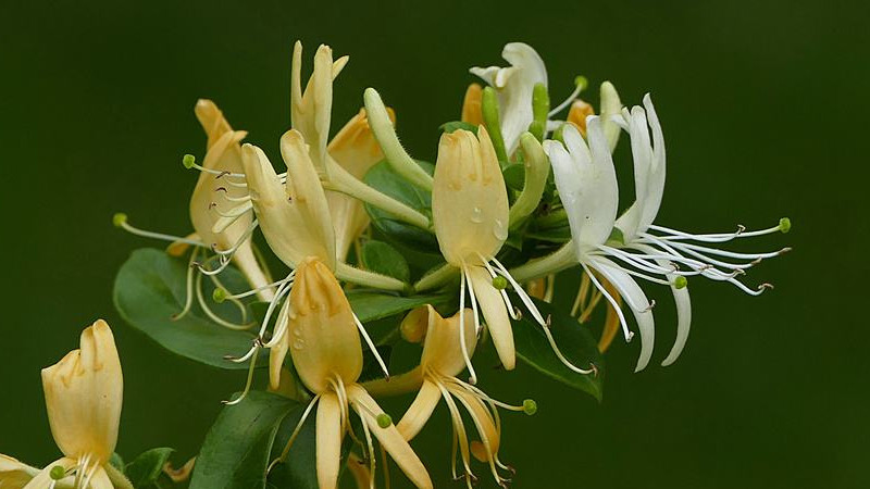 金銀花樹(shù)怎么扦插