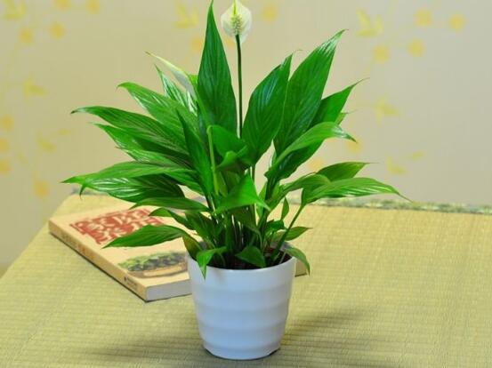 一帆風(fēng)順葉子下垂，四種原因以及解決辦法