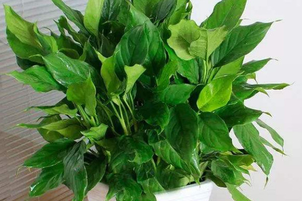 萬年青從根部剪了怎么不發(fā)芽