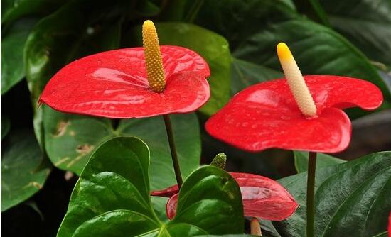 紅掌怎么養(yǎng)才能開花，只需要做好六點(diǎn)花開茂盛