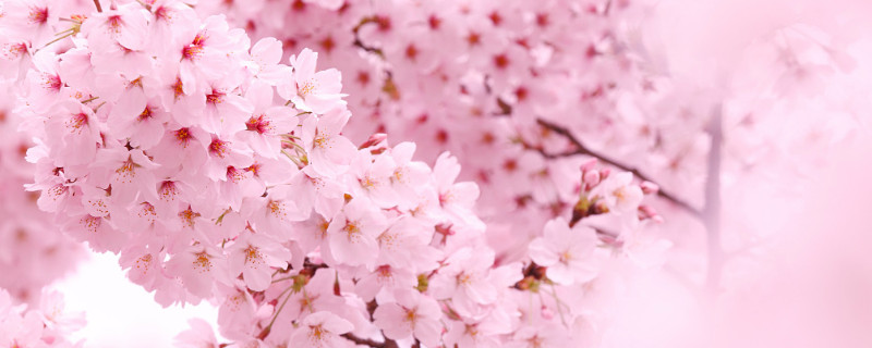 櫻花什么時(shí)候凋謝