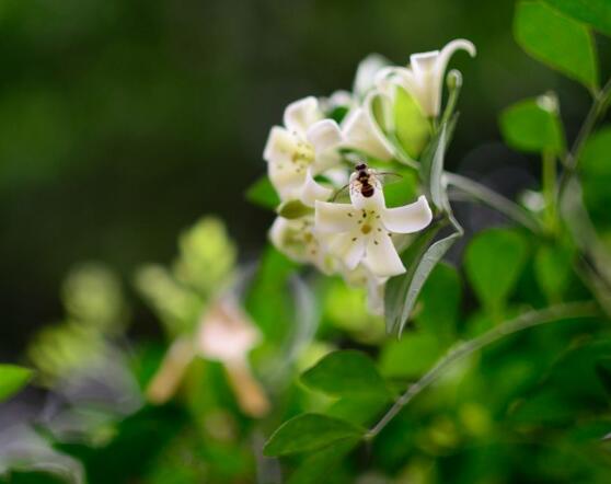 九里香的花語(yǔ)，代表著愛(ài)情的俘虜(美好與神圣)