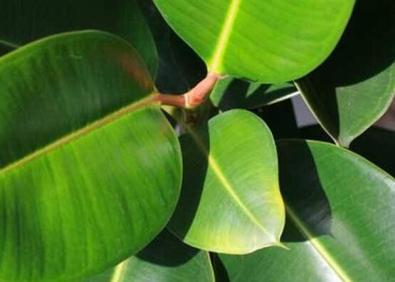 橡皮樹(shù)的葉插方法，擇基部下小嫩芽葉片/春秋季節(jié)扦插最佳