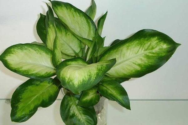 萬年青的養(yǎng)殖方法和注意事項(xiàng)