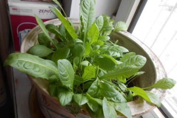 蒲公英怎么傳播種子，通過(guò)風(fēng)力進(jìn)行傳播