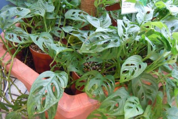 龜背竹怎樣用氣根繁殖，龜背竹氣根繁殖的詳細(xì)步驟