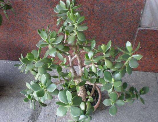 燕子掌的修剪方法，保留主枝反復(fù)摘心(春秋生長(zhǎng)期)