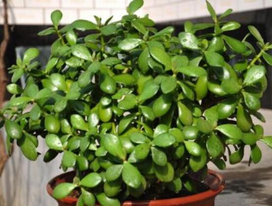 家里養(yǎng)玉樹有什么寓意，家庭和諧、事業(yè)順暢，學(xué)業(yè)有成