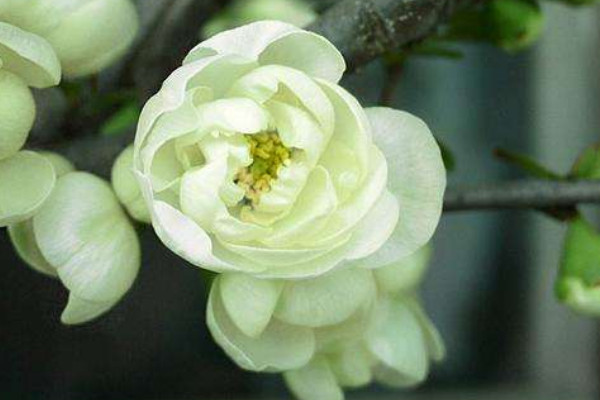 銀長(zhǎng)壽海棠怎么養(yǎng)護(hù)