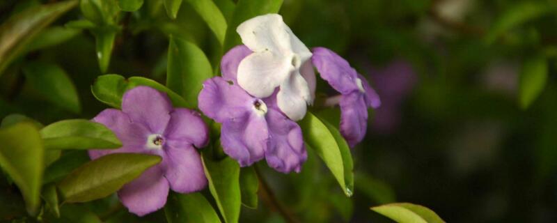 雙色茉莉葉子發(fā)黑