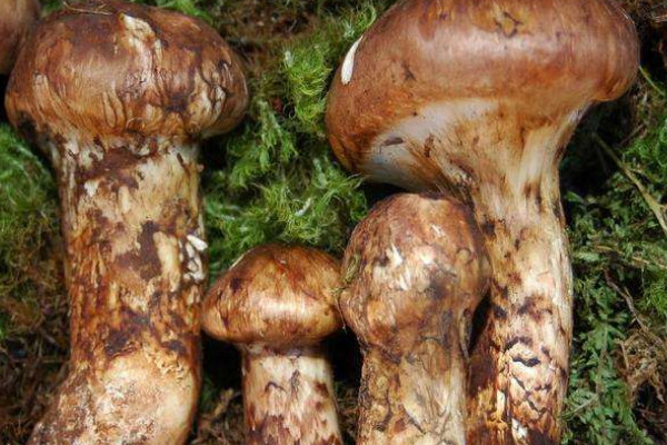 叢菌什么季節(jié)生長