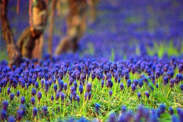 風(fēng)信子凋謝后怎么處理，修剪葉片并保留根莖