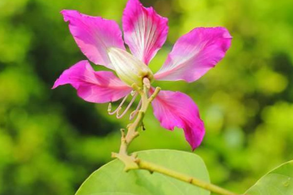 紫荊花什么顏色