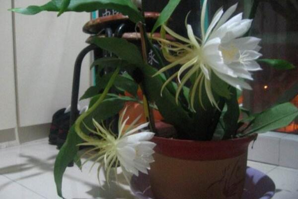 曇花葉子發(fā)黃怎么辦，分析問題的原因并及時處理