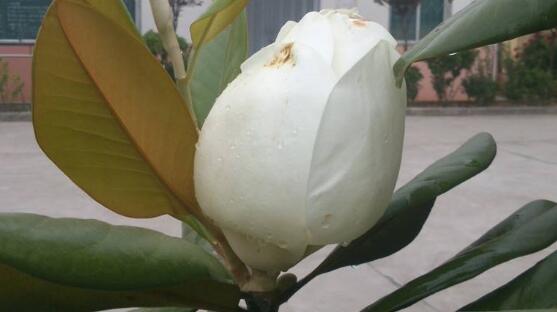 橡皮樹開花嗎，橡皮樹多久開花(一年兩次）