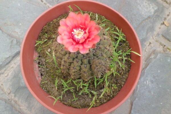 仙人球開花季節(jié)，每年的春夏季綻放（花期十天左右）