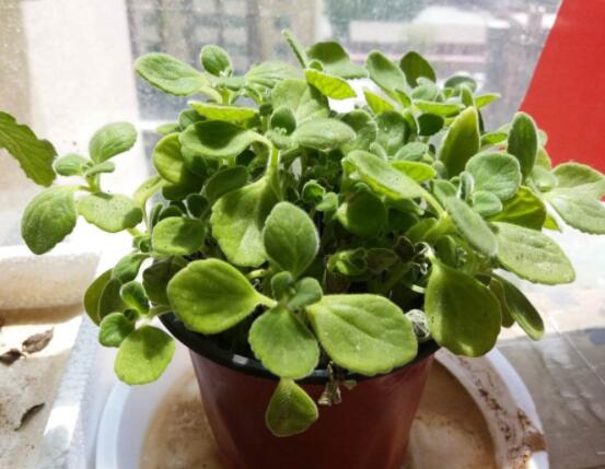 碰碰香能吃嗎，可食/泡茶泡酒香味濃郁、美味可口