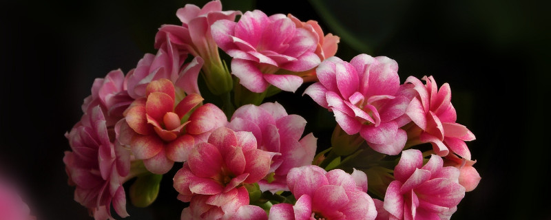 長壽花莖表皮結(jié)痂怎么處理