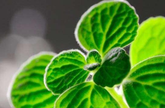 碰碰香能在臥室放嗎，不光可以放/還能制作飲品