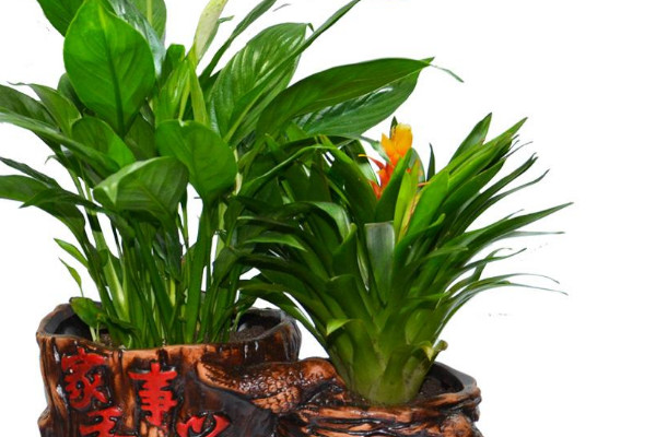 鴻運(yùn)當(dāng)頭用深盆還是淺盆