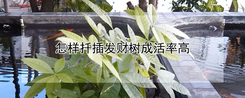 怎樣扦插發(fā)財(cái)樹成活率高