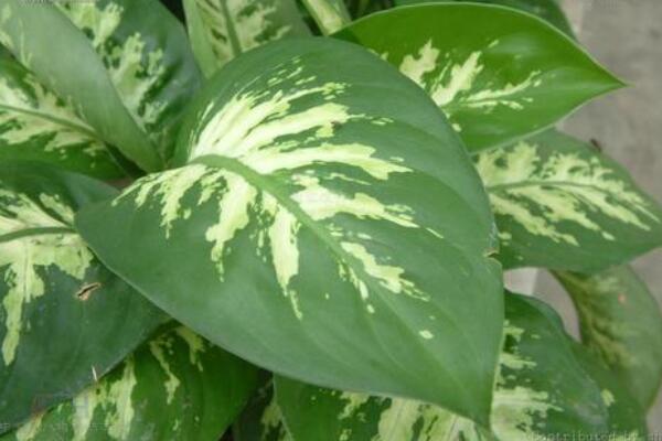 萬(wàn)年青怎么修剪