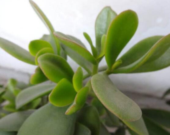 盆栽燕子掌的養(yǎng)殖方法，教你八大基本方法可生長的青翠碧綠