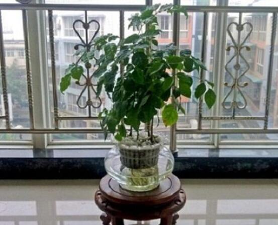 幸福樹水生根技巧，做好四點(diǎn)步驟即可水培爆盆