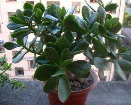 玉樹怎么澆水效果最好，不干不澆、澆則澆透