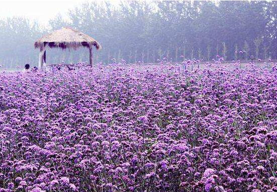 薰衣草精油的功效與用法，美容養(yǎng)顏、舒緩心情