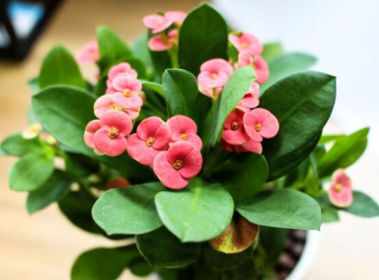 虎刺梅擺放風(fēng)水，陽(yáng)臺(tái)與庭院風(fēng)水寓意最好(避兇化煞)