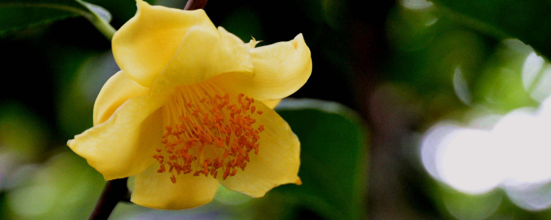 茶花冬天怎么養(yǎng)要注意什么