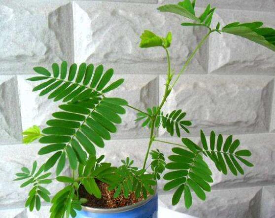 含羞草怎么養(yǎng)長得快，注意這五個要點(diǎn)生長青翠欲滴