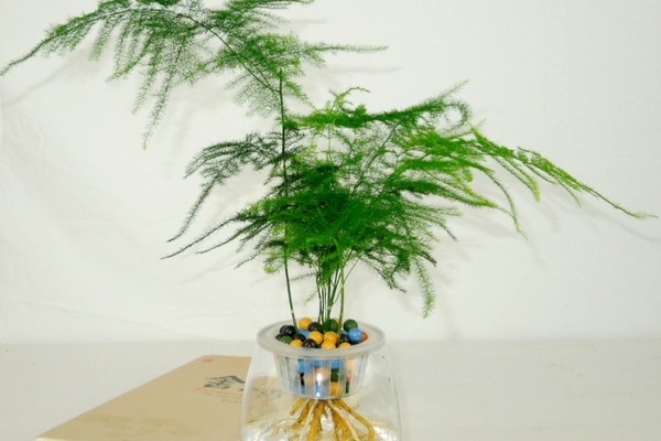 文竹泡水里能長根嗎，能長根但需要營養(yǎng)液等輔助