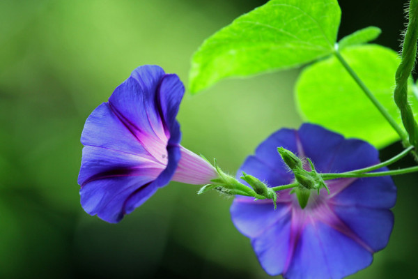 牽?；茉谑覂?nèi)養(yǎng)嗎