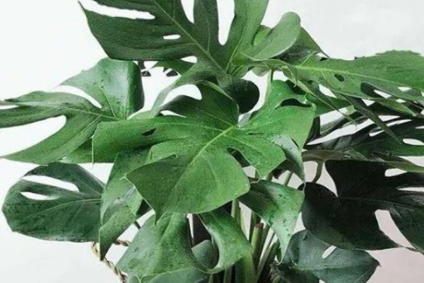 龜背竹莖發(fā)黑是爛根嗎