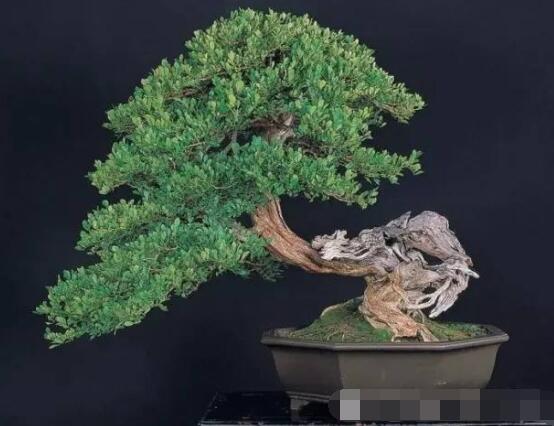 九里香盆景樹樁怎樣變粗，營養(yǎng)豐富、勤修剪，施足肥