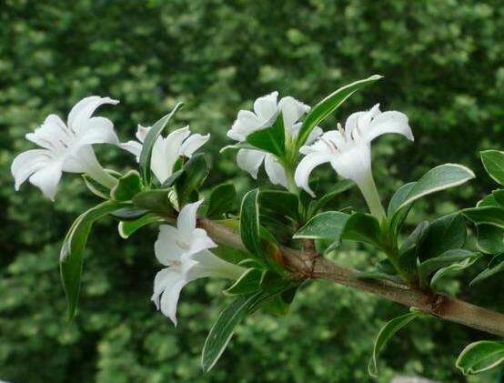 六月雪為什么不開花，三種原因以及解決辦法