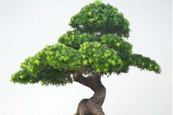 羅漢松種在家里禁忌，忌放在財位處