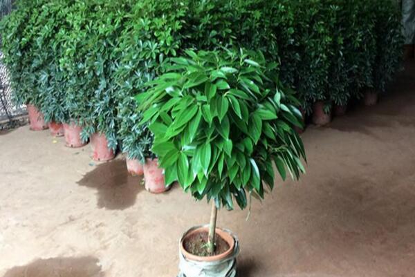 平安樹葉子發(fā)黑干枯怎么辦，分析原因及時補救