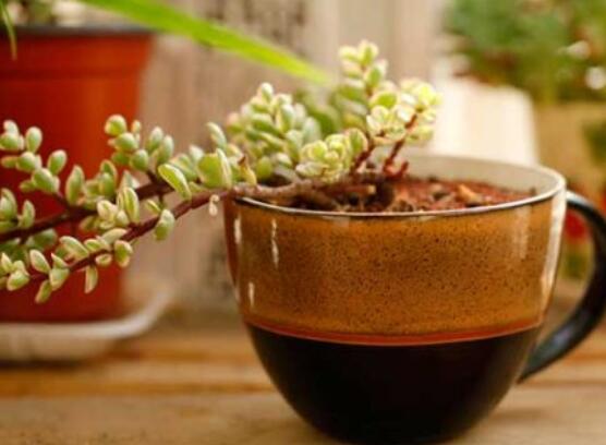 雅樂之舞的扦插技巧，老農(nóng)總結(jié)六個(gè)最簡易基本步驟